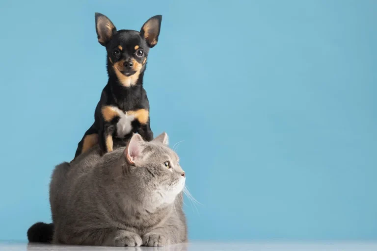 Why dogs are better than cats - Featured image