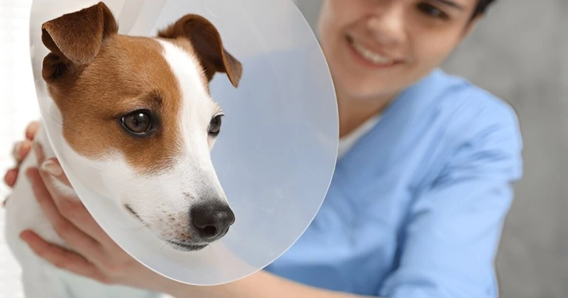 Common Concerns and Complications