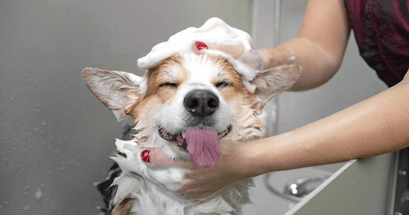 Additional Tips for Preventing Dog Scooting