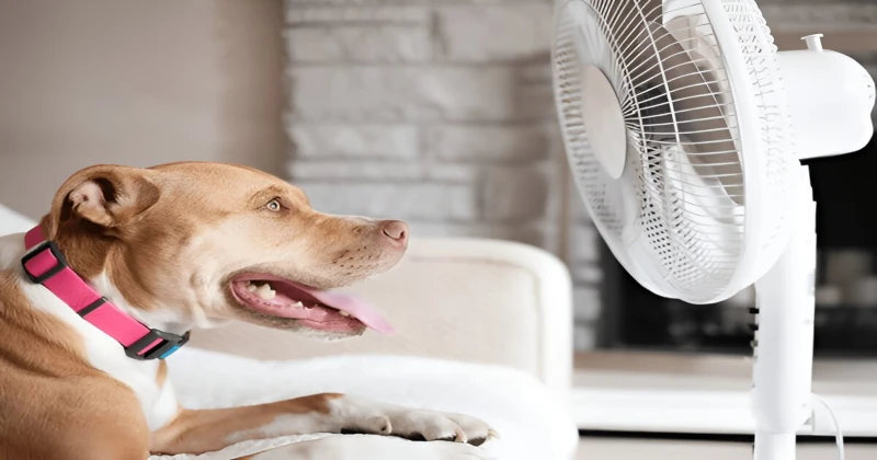 Dog sitting in front of a fan relaxing and getting cooled off