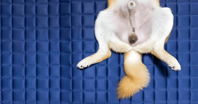 Signs Your Dog Needs to Be Neutered