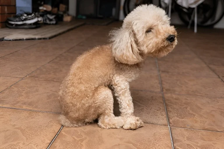 Home remedies for dog scooting - Featured image