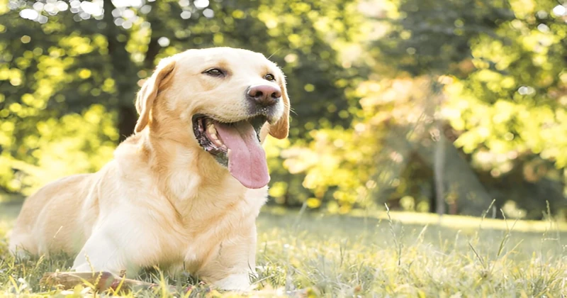 Dog sitting in the parking panting - Understanding Normal vs. Abnormal Panting