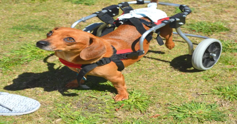What Causes Sudden Hind Leg Weakness in Dogs having to use wheel support