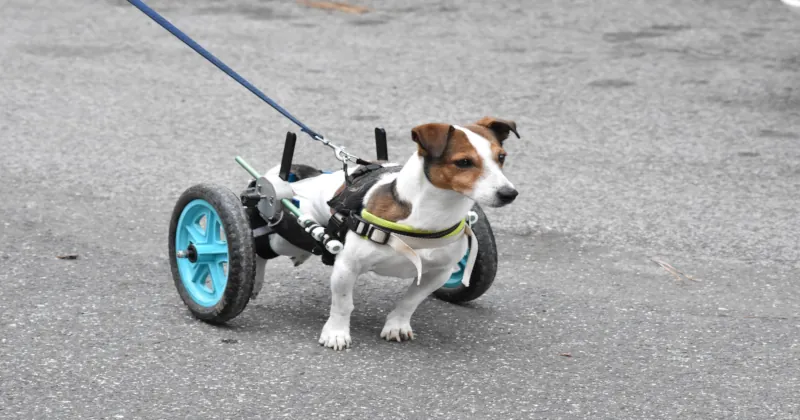 dog with wheelchair road