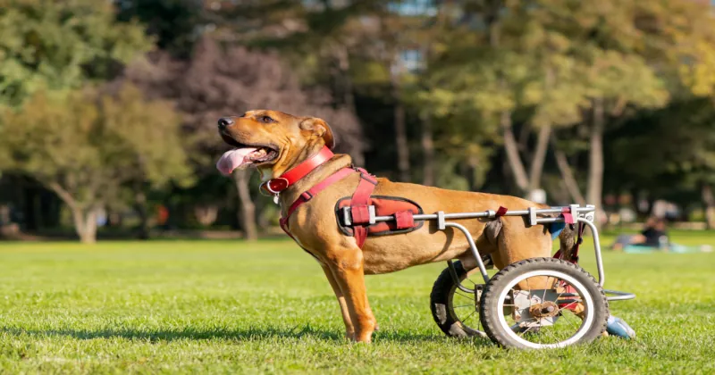 handicapped dog wheelchair park