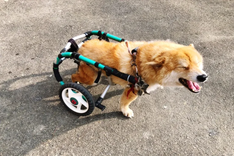 What Causes Sudden Hind Leg Weakness in Dogs - Featured image