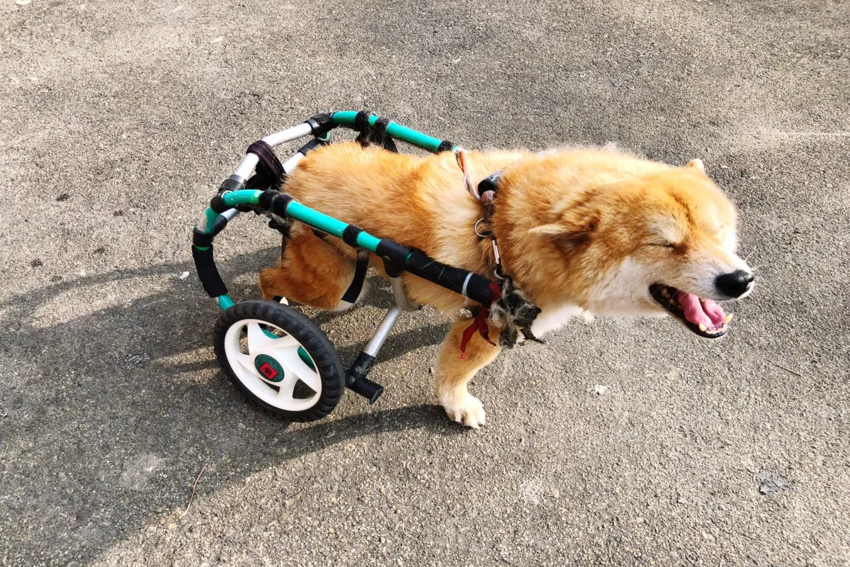 What Causes Sudden Hind Leg Weakness in Dogs - Featured image
