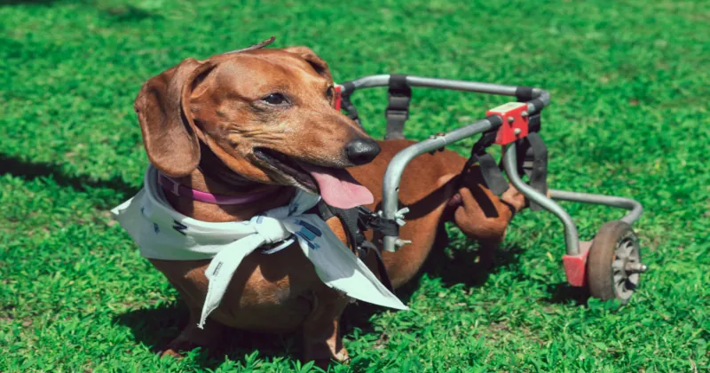 paralysed happy short haired dachshund wheelchair walking park