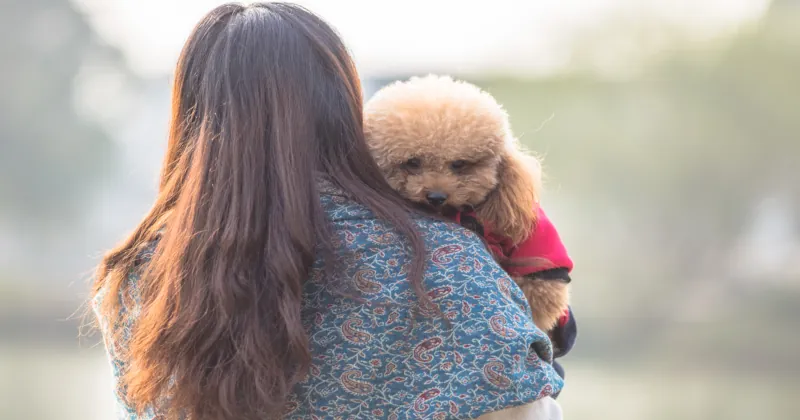 toy poodle playing with its female master
