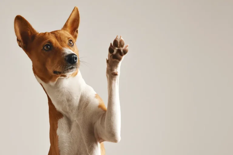 Why do dogs lick their paws?