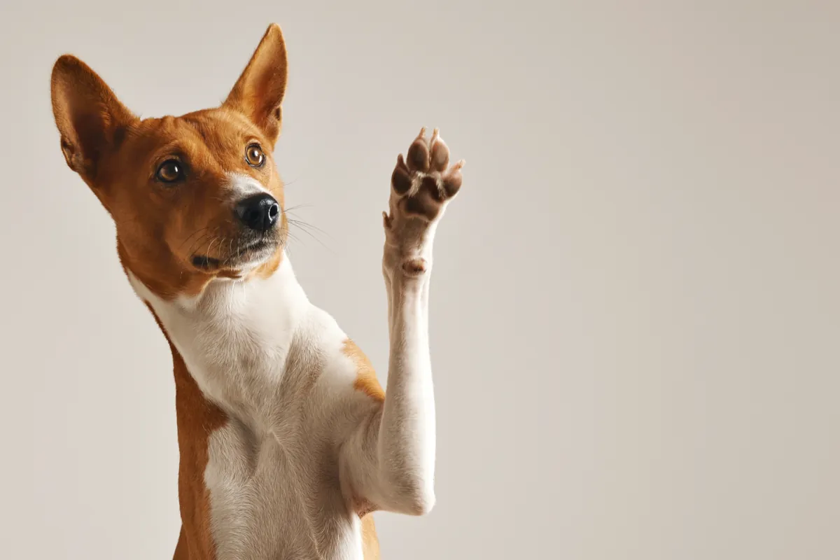 Why do dogs lick their paws?