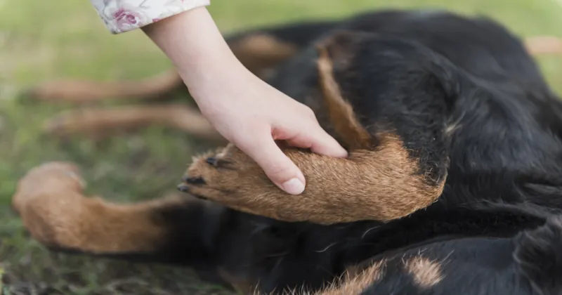 why do dogs lick their paws - close up human hand holding dog s paw