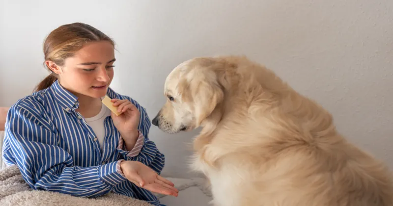 cute teenage girl with dog pet girl playing with her pet dog home