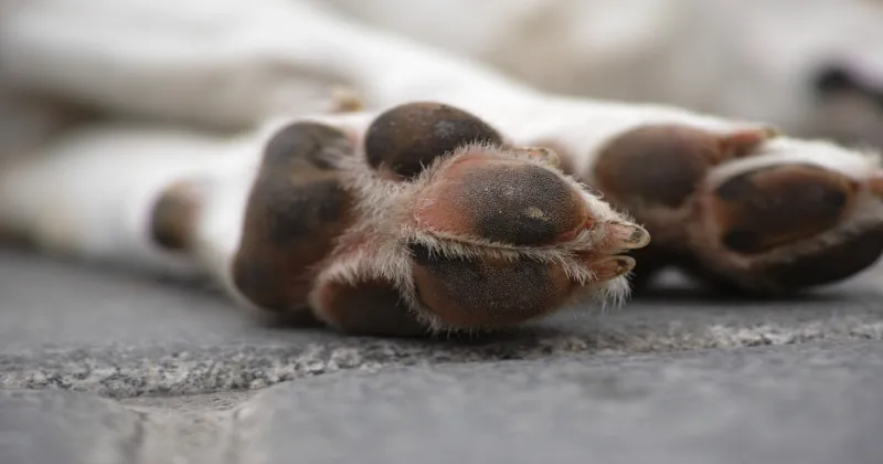 dog feet street1